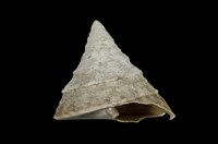 藏品(銀塔鐘螺)的圖片